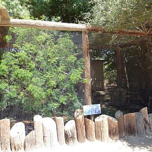 Buff-Crested Bustard Exhibit