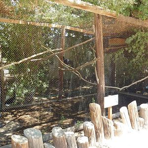 Helmeted Curassow Exhibit