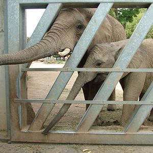 African Elephants at Halle, 04/09/11