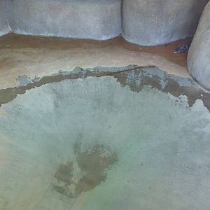 Dwarf Crocodile Exhibit