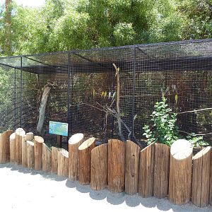Indian Ringneck Parakeet Exhibit