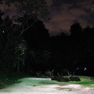 Entrance plaza - Ankole cattle