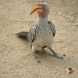 Kruger National Psrk