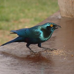 Kruger National Psrk