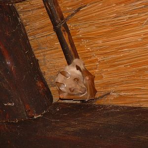 Kruger National Psrk