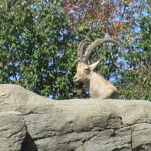 Nubian Ibex