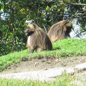 Geladas