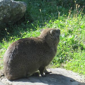 Rock Hyrax