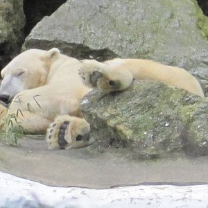 Polar Bear Nap