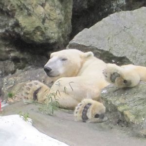 Tundra the Polar Bear