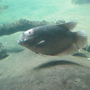 Giant Gourami