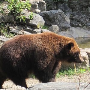 Brown Bear