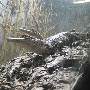 American Alligator Youngsters