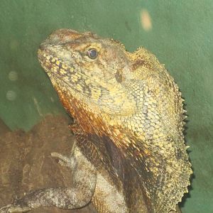 Frilled Lizard