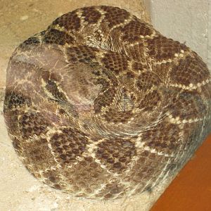 Eastern Diamondback Rattlesnake
