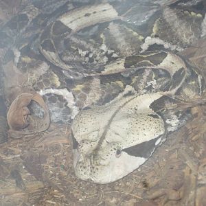 Gaboon Viper