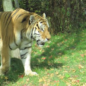 Amur Tiger