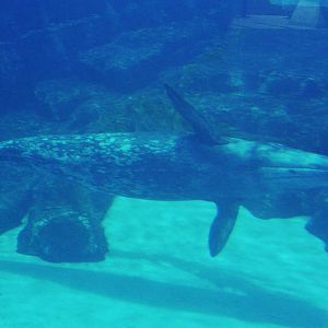 JJ the gray whale (Eschrichtius robustus)