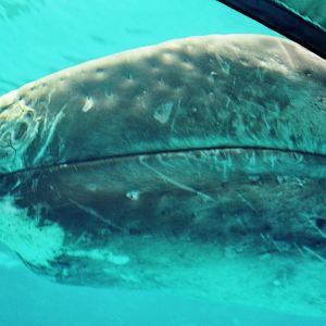 JJ the gray whale (Eschrichtius robustus)