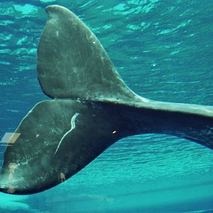 JJ the gray whale (Eschrichtius robustus)