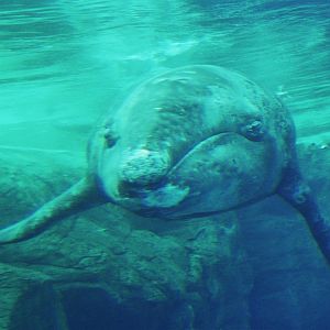JJ the gray whale (Eschrichtius robustus)