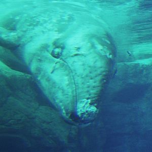 JJ the gray whale (Eschrichtius robustus)