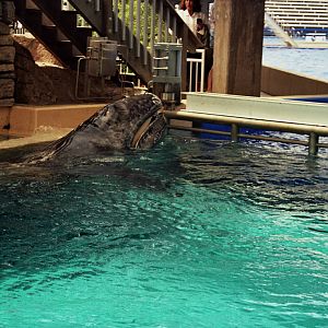 JJ the gray whale (Eschrichtius robustus)