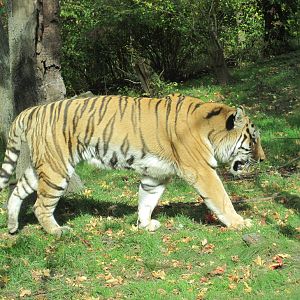 Amur Tiger on the Prowl