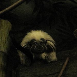 Cottontop Tamarin