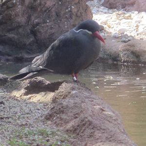 Inca Tern