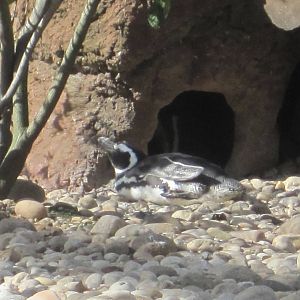 Magellanic Penguin