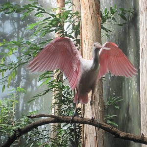 Roseate Spoonbill