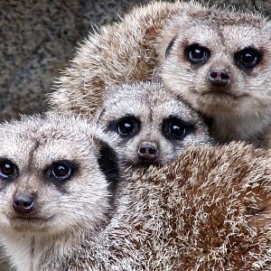 Meerkats