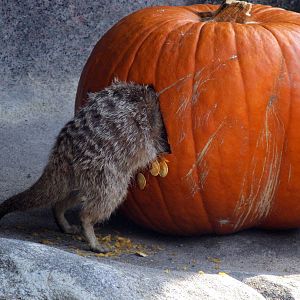 Meerkat Enjoying A Pumpkin