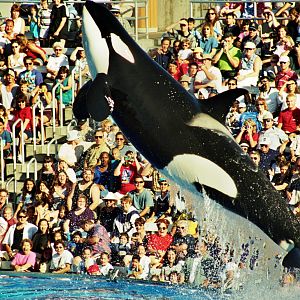 killer whale (Orcinus orca)