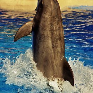Atlantic Bottlenose Dolphin (Tursiops truncatus)