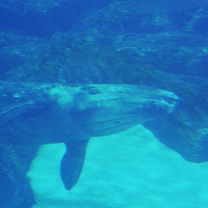 JJ the gray whale (Eschrichtius robustus)