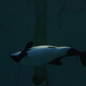 Commerson's Dolphin (Cephalorhynchus commersonii)