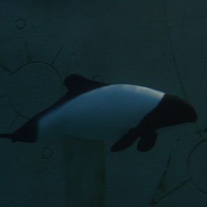 Commerson's Dolphin (Cephalorhynchus commersonii)