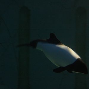 Commerson's Dolphin (Cephalorhynchus commersonii)