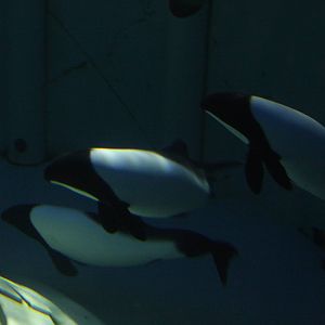 Commerson's Dolphin (Cephalorhynchus commersonii)