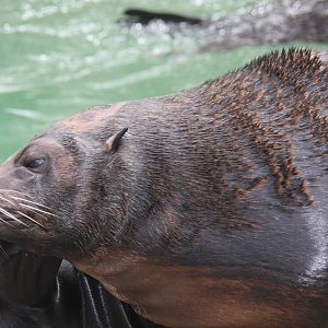 Guadalupe fur seal (Arctocephalus townsendi)