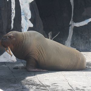 walrus (Odobenus rosmarus)