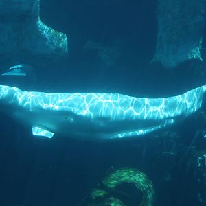 beluga (Delphinapterus leucas)