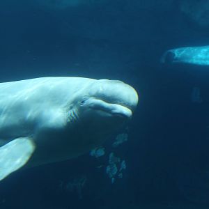 beluga (Delphinapterus leucas)