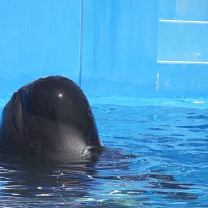 Short-finned Pilot Whale (Globicephala macrorhynchus)