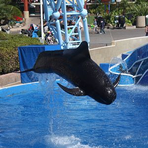 Short-finned Pilot Whale (Globicephala macrorhynchus)