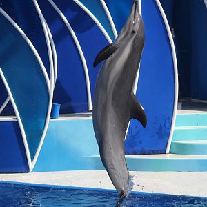 short-beaked common dolphin + atlantic bottlenose dolphin hybrid