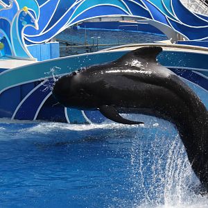 Short-finned Pilot Whale (Globicephala macrorhynchus)