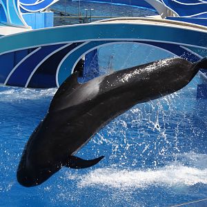 Short-finned Pilot Whale (Globicephala macrorhynchus)